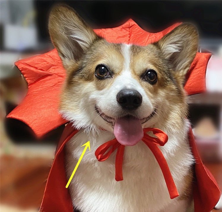 Halloween Pet Costume - Vampire King Cape - Cake Pops Parties