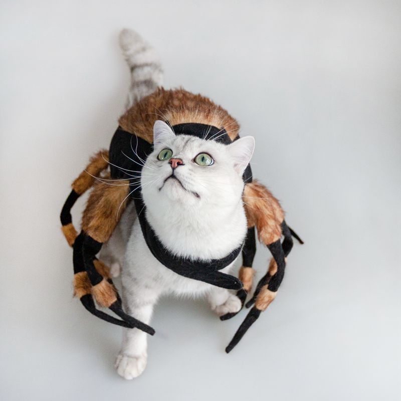 Spider Pet Costume for Halloween Cosplay - Cake Pops Parties